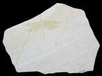 Fossil Dragonfly (Pos/Neg Pair) - Solnhofen Limestone #63374-3